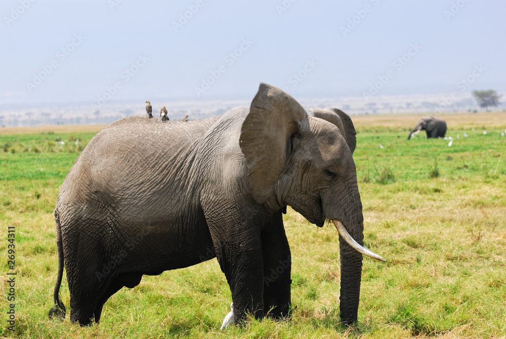 Fototapeta premium African elephant