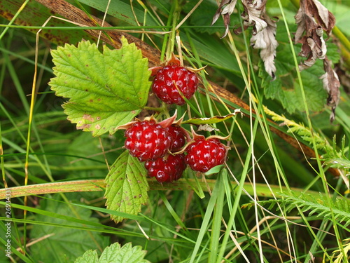 Wood berries of Kunashir, blackberry, southern Kuriles 3 photo