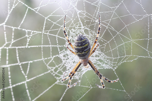 Obraz na płótnie Spider (Argiopae) w salonie