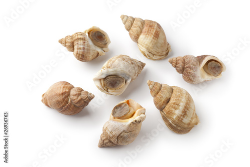 Fresh raw common whelk