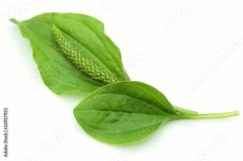 Plantain leaves