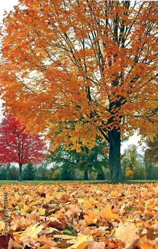 Autunm trees and leaves