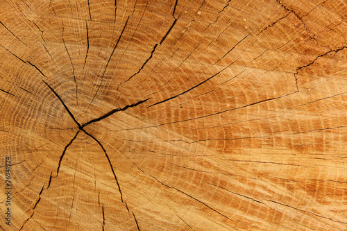 Oak tree textures