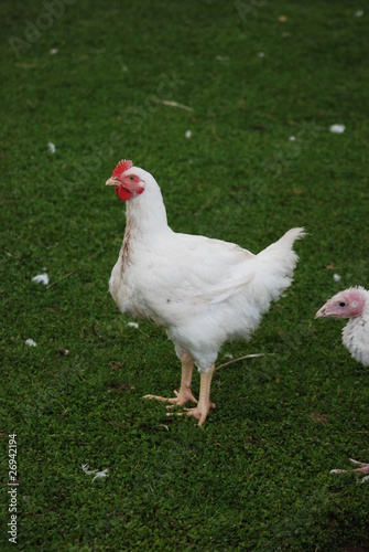 oiseau de ferme