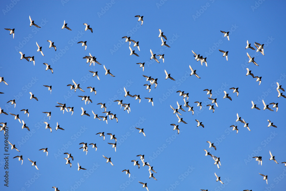 Fototapeta premium Flock of birds against a blue sky