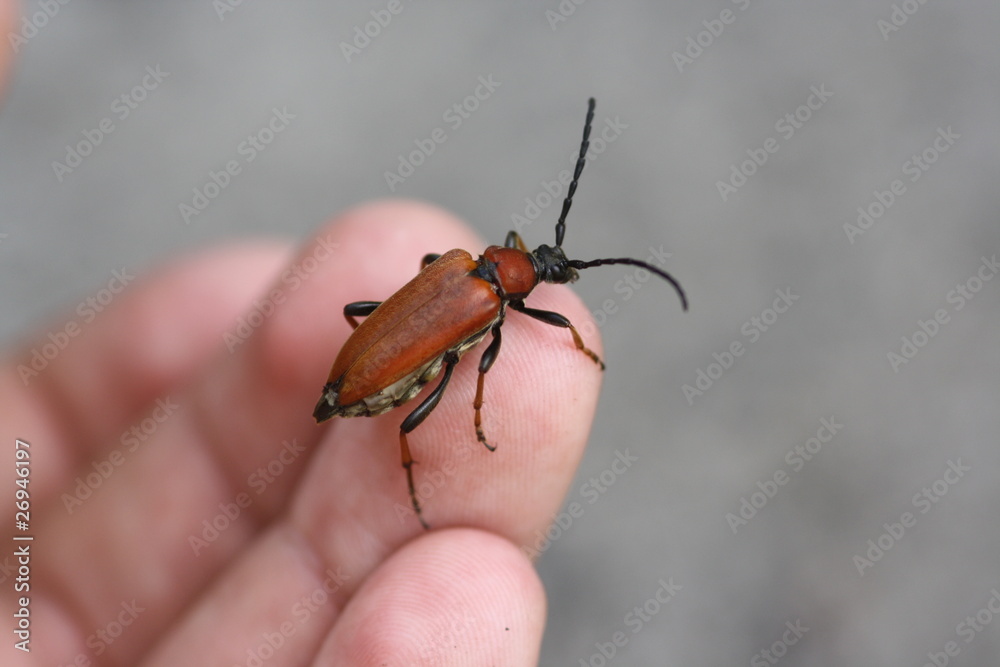 Gemeiner Bockkäfer (Cerambycidae) auf Hand Gemeiner Bockkäfer (Cerambycidae) auf Hand