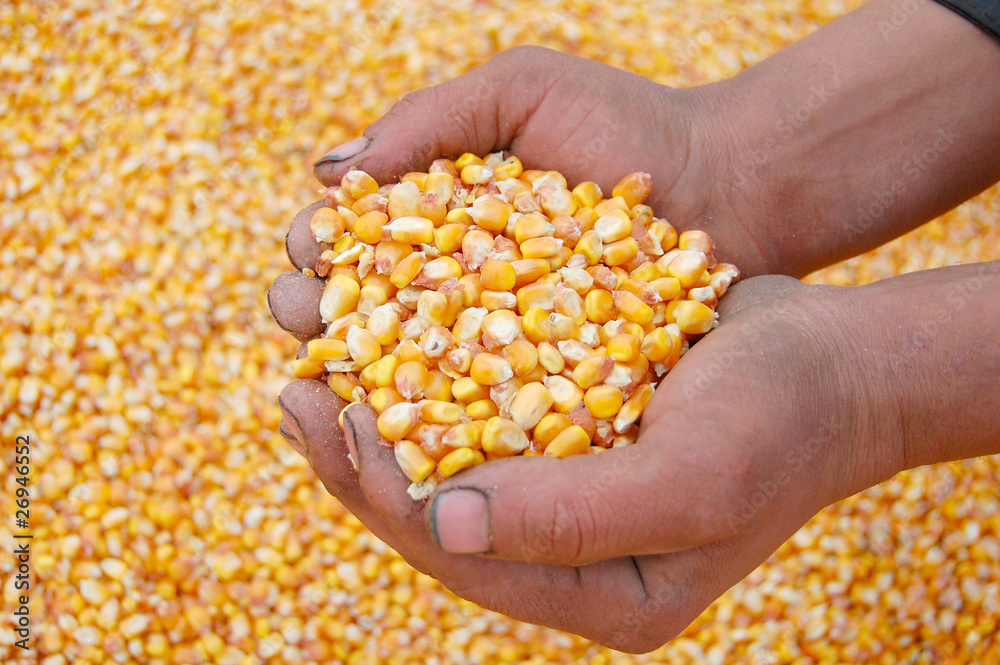 Harvesting corn Harvesting corn
