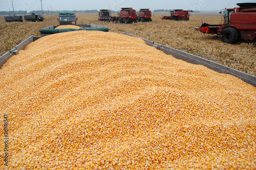 Harvesting corn