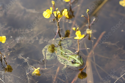 Großer Wasserschlauch (Utricularia vulgaris)