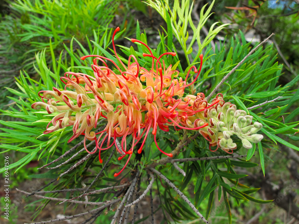 Red flower of the Grevillea plant native to Australia Red flower of the Grevillea plant native to Australia