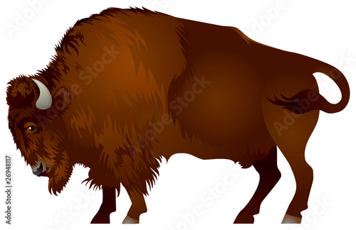 Bison