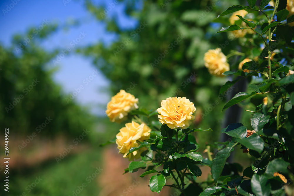 rose on a field rose on a field