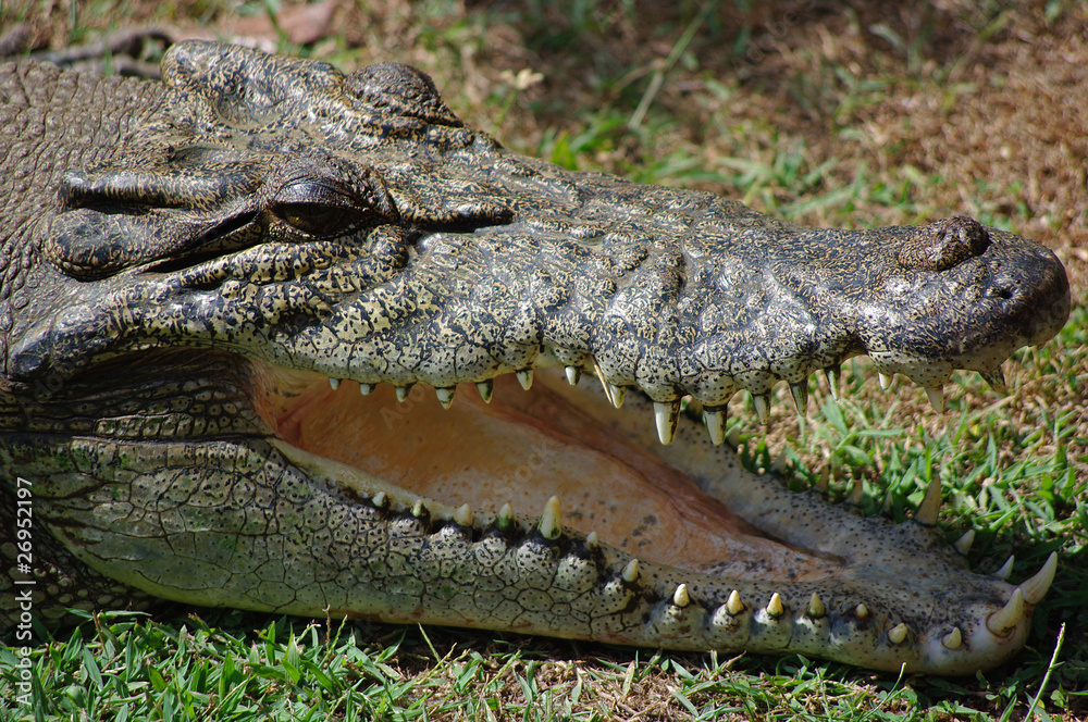 Obraz premium Salt walter crocodile, Northern Territory, Australia
