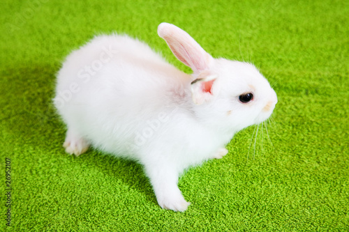 Little white rabbit © JackF