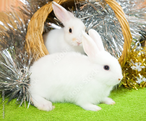 white rabbits in basket photo