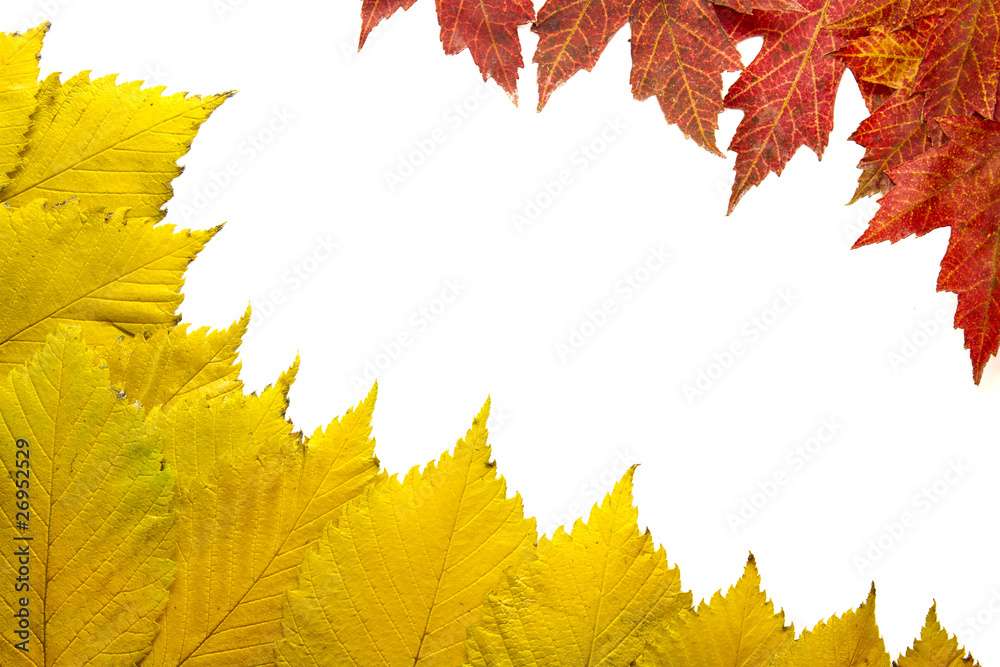Fototapeta premium Elm Tree Leaves with Red Maple Background 2