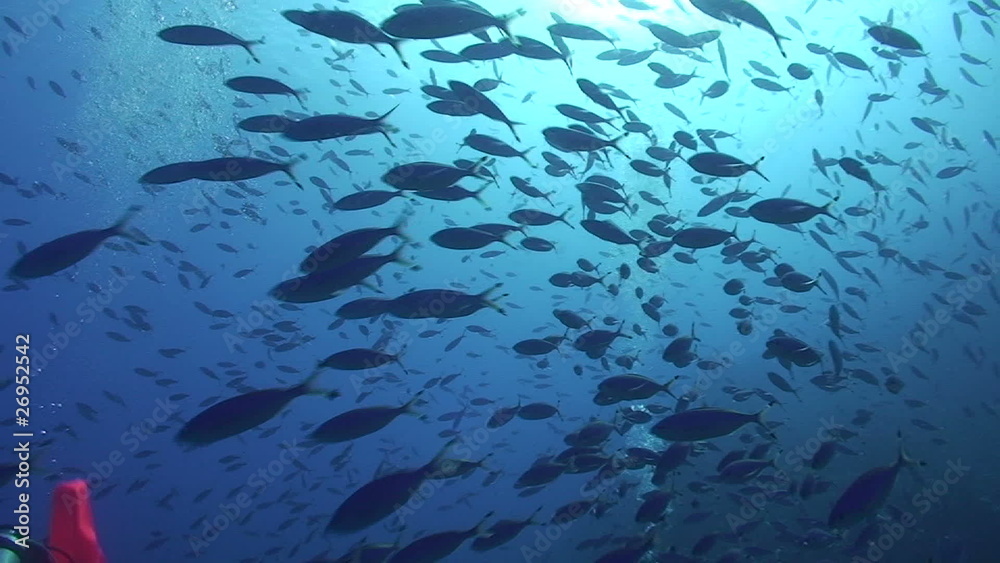 Large school of blue tropical fish Large school of blue tropical fish