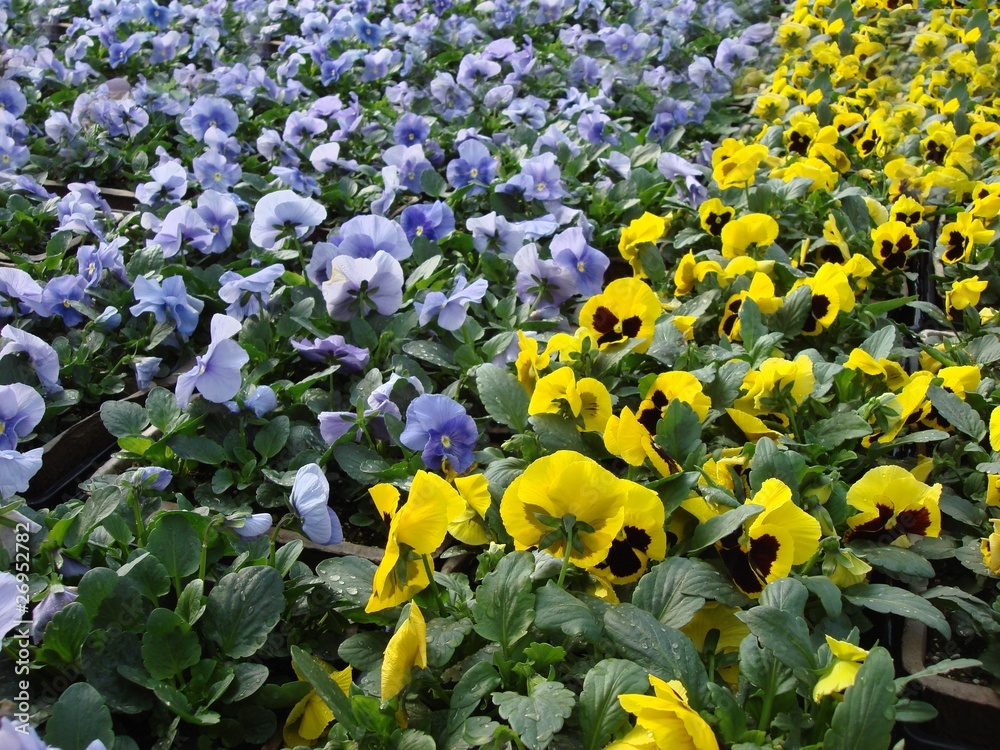 Fototapeta premium winter pansies