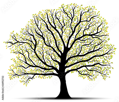 vecteur série, Arbre vectoriel fond blanc, Vector tree on white