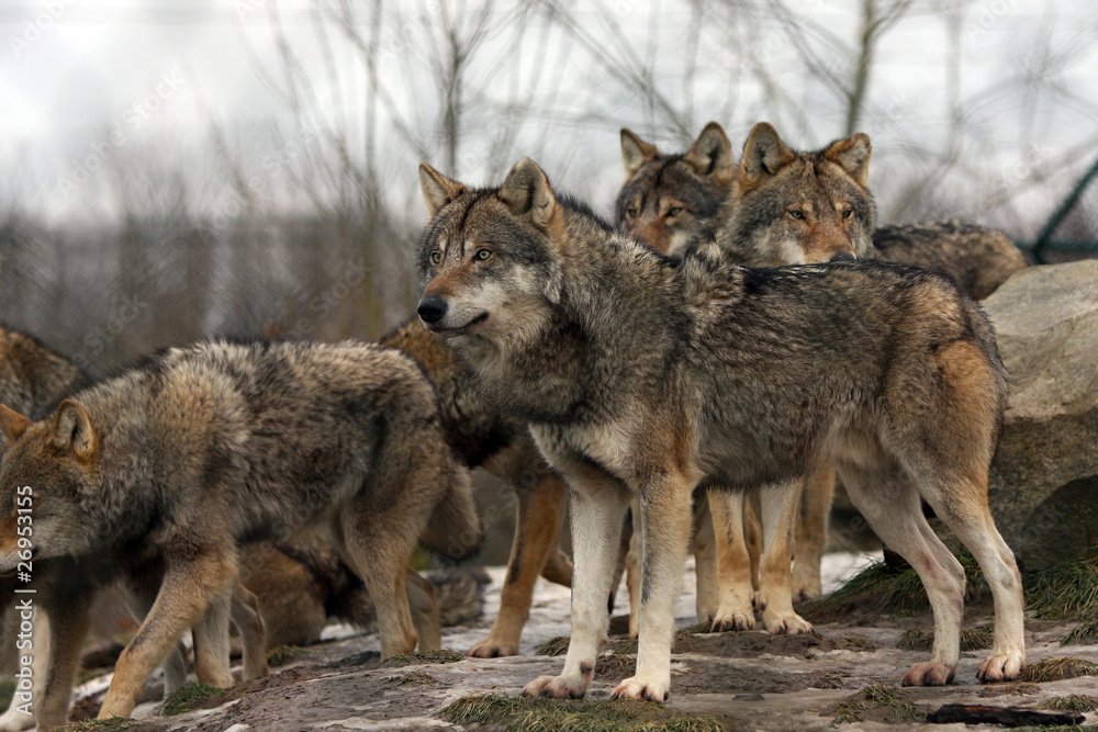 pack of european grey wolves