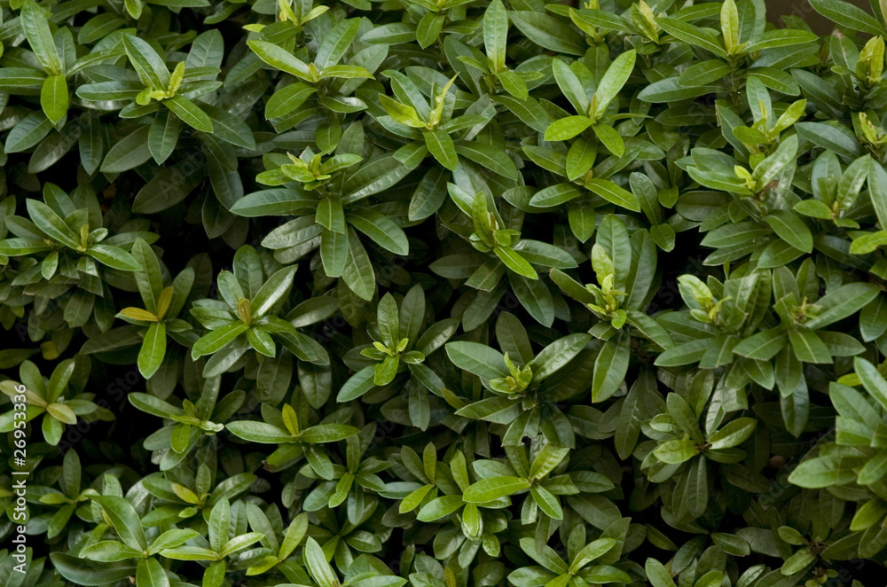 Green leaves Green leaves