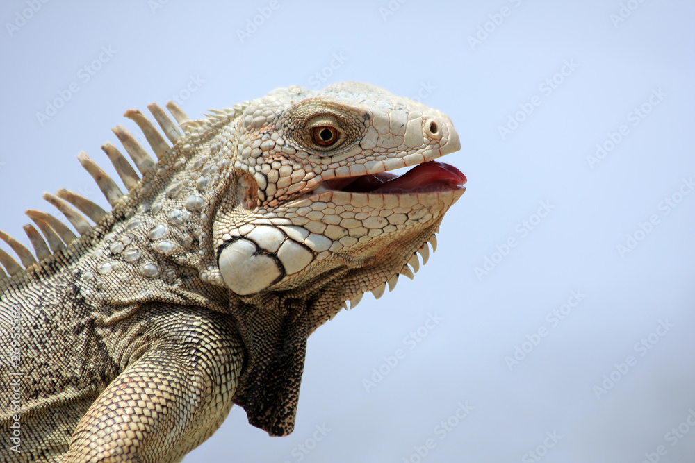 Fototapeta premium close up of a leguan laying in the sun