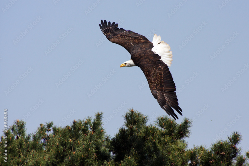 Obraz premium bald american eagle