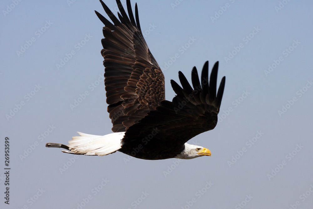 Naklejka premium flying bald american eagle