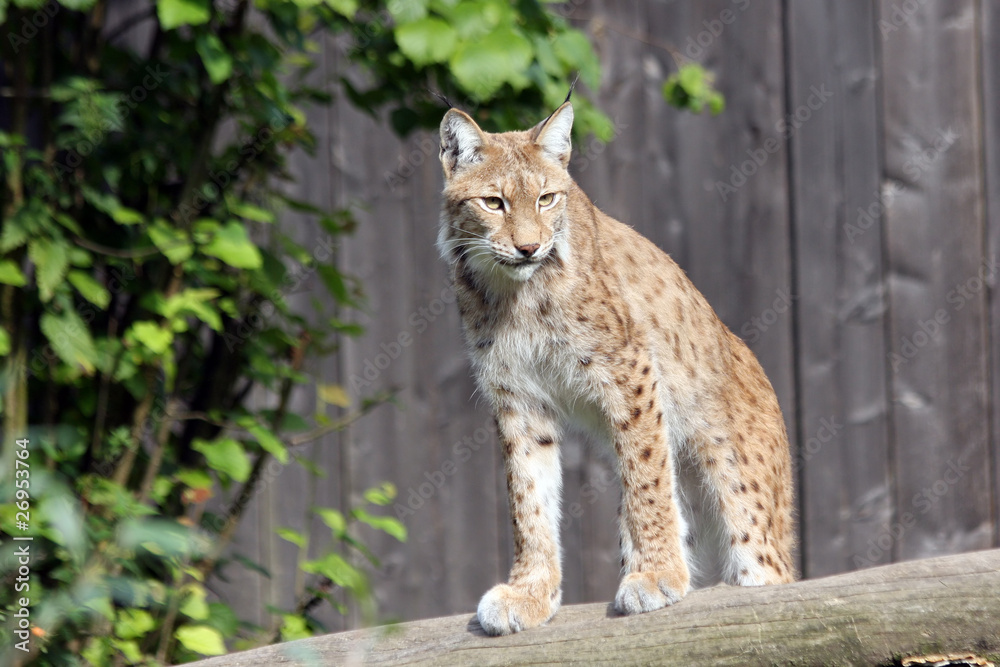 eurasian lynx