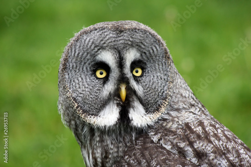 lapland owl