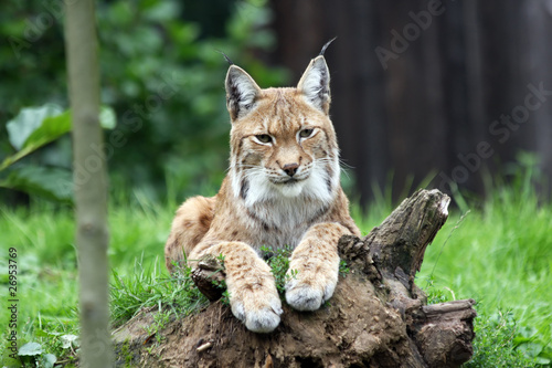 european lynx photo