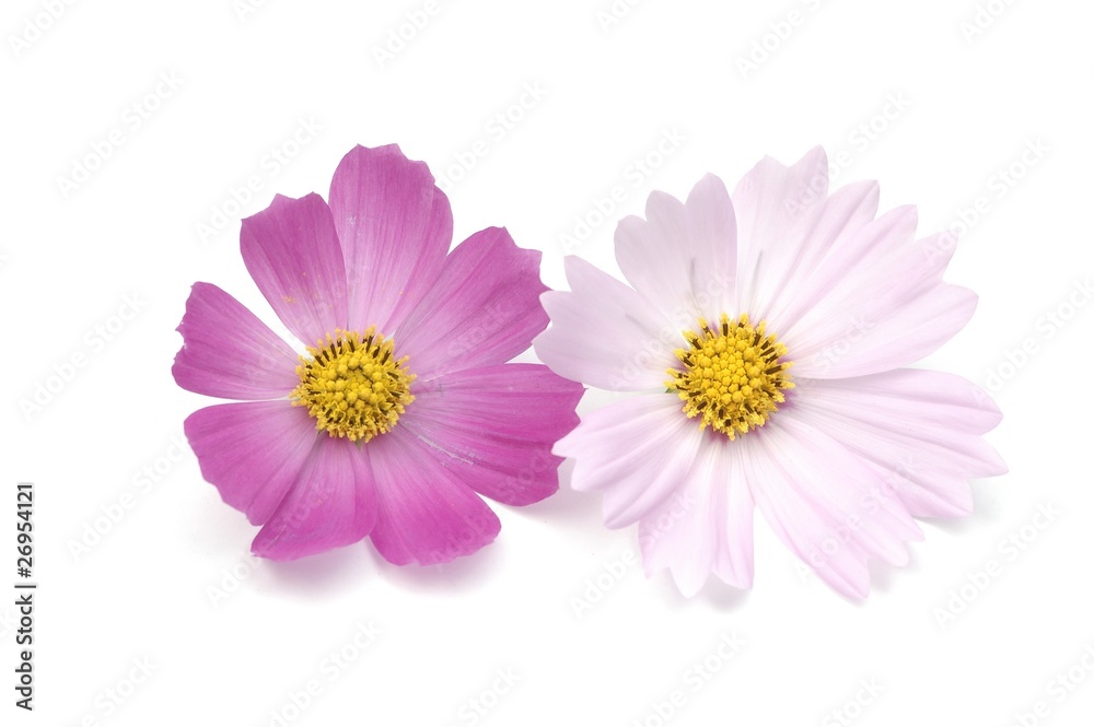 Two cosmoses together Two cosmoses together