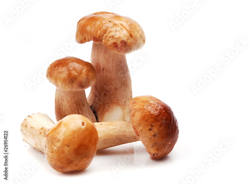 Forest mushrooms isolated on white background .