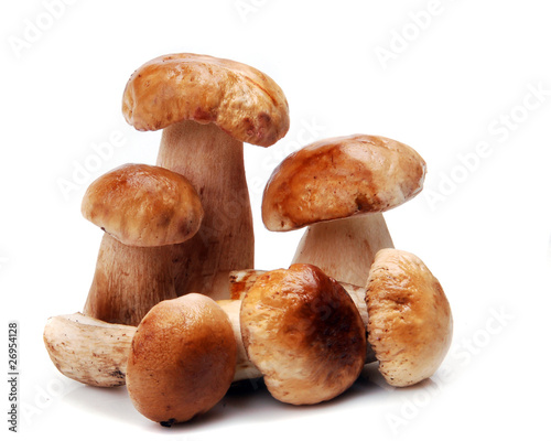 Forest mushrooms isolated on white background .