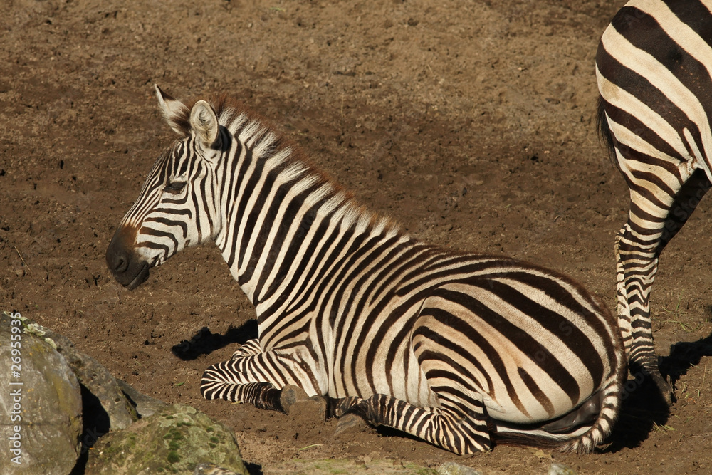 Zebra