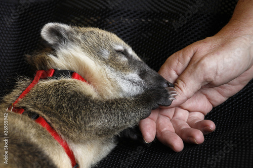 Nasenbär (Handaufzucht)