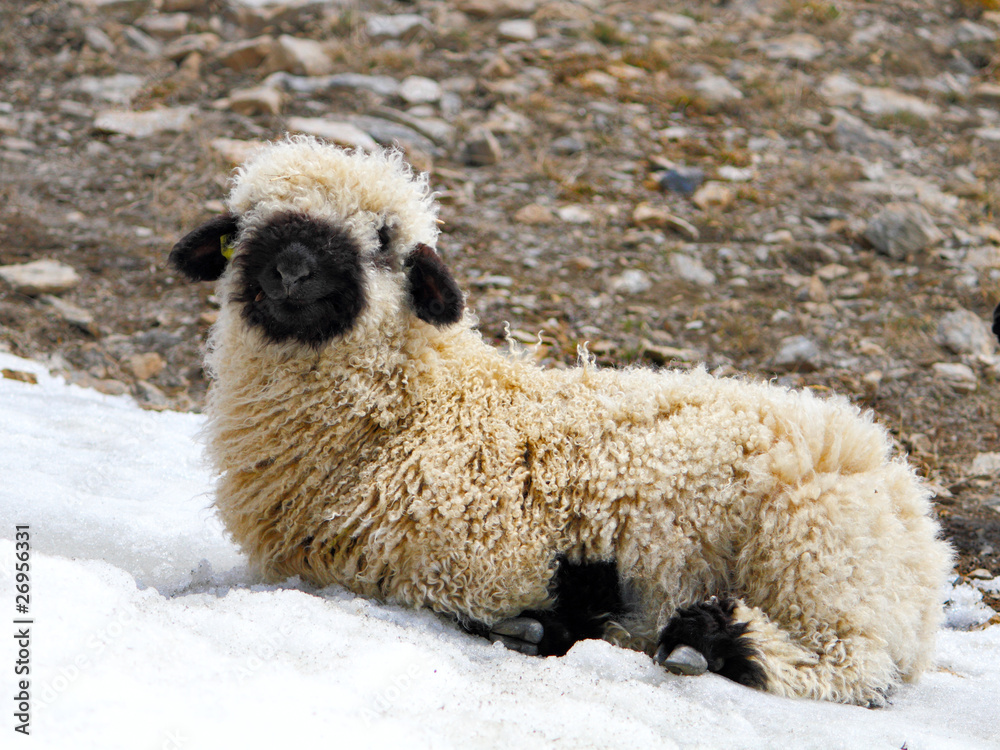 blacknose lamb lying