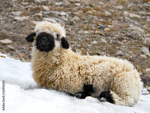 Obraz na płótnie blacknose lamb lying w salonie