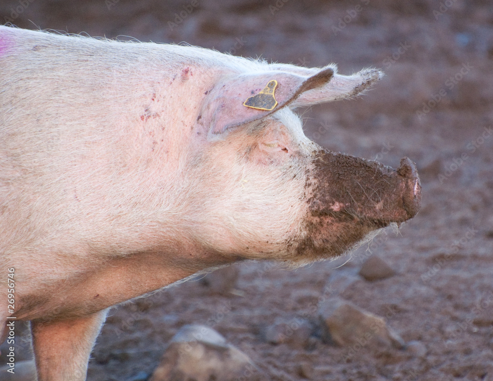 custom made wallpaper toronto digitalmuddy pig standing up