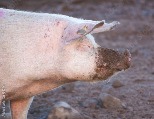 Wallpaper Mural muddy pig standing up Torontodigital.ca