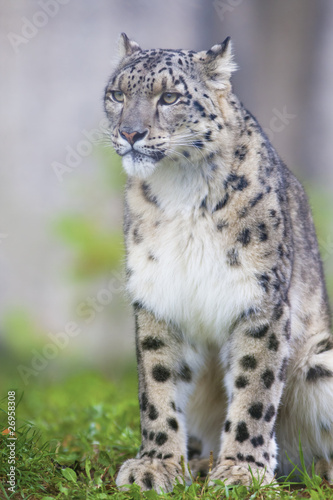 Snow leopard © coica