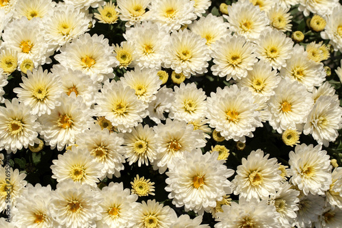 chrysanthèmes blancs