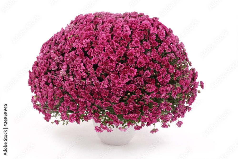 Fototapeta premium potée de chrysanthèmes mauves