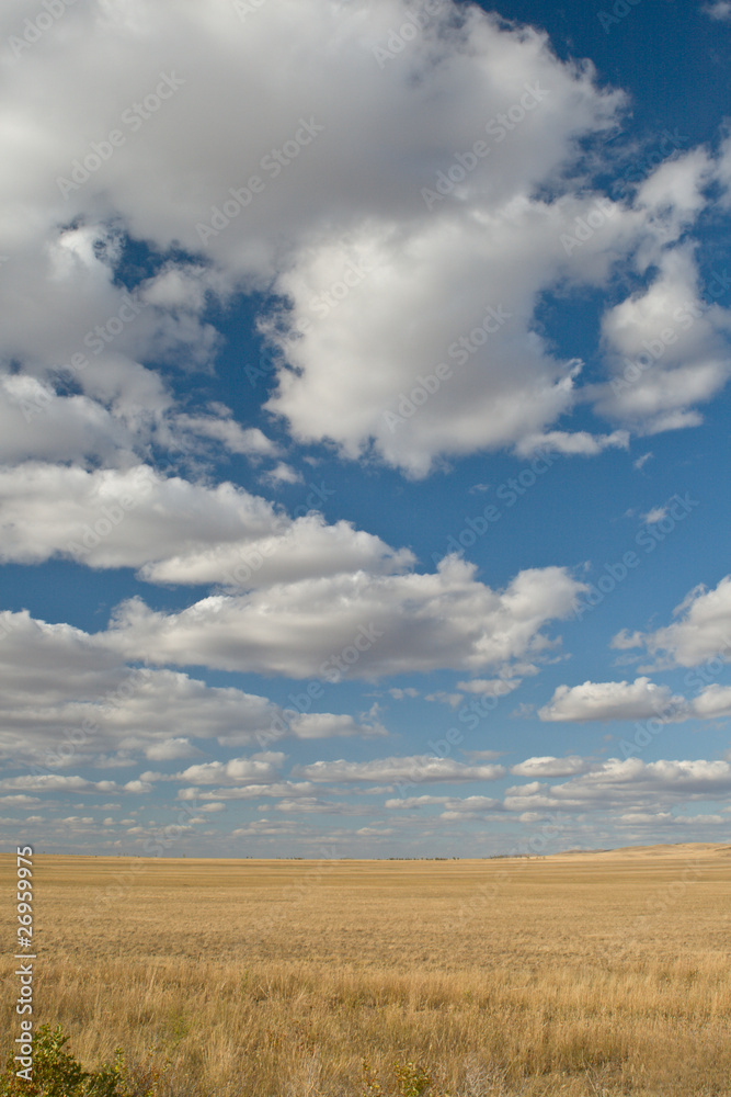 Yellow steppe and sunny sky