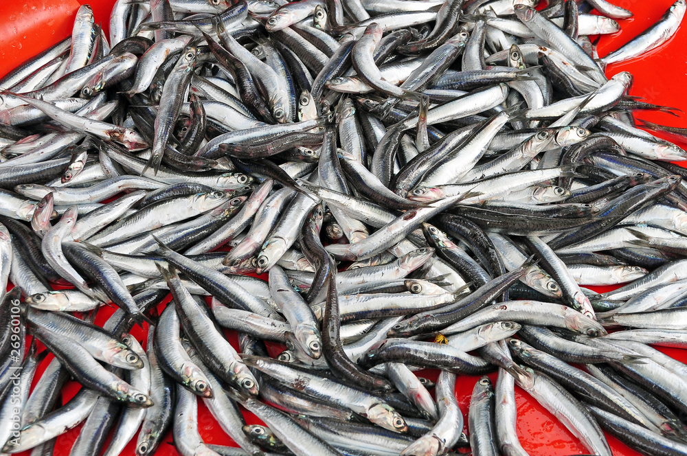 fisch fisch