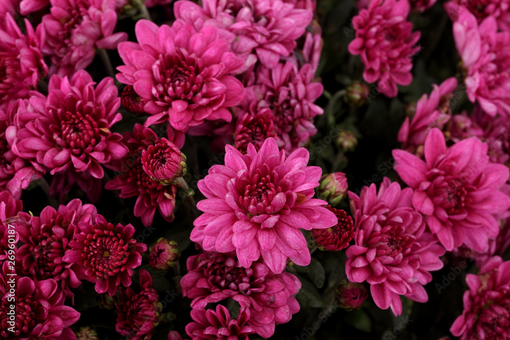 chrysanthèmes mauves chrysanthèmes mauves