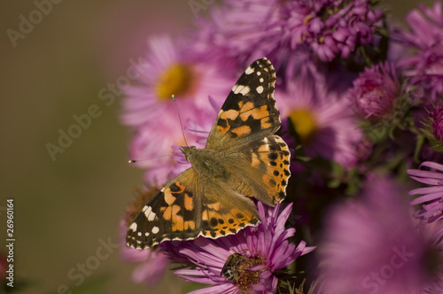 Common copper