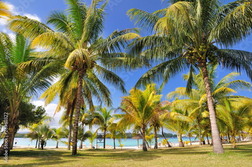 Cocotiers en bord de plage.