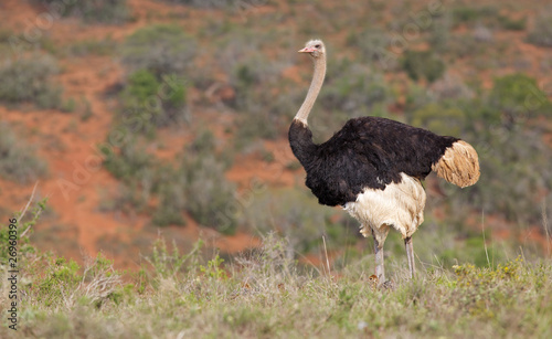 Ostrich with Chicks