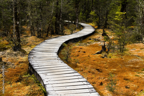 Fotografie Winding forest walkway